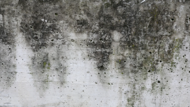 The Role of Professional Mold Removal in Long-Term Property Maintenance