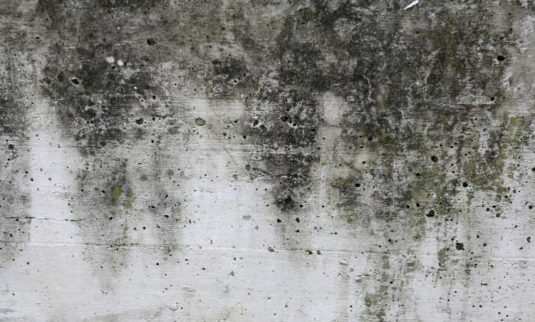 The Role of Professional Mold Removal in Long-Term Property Maintenance