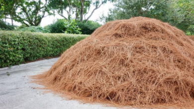 Why Pine Straw Installation Is Essential for Weed Prevention and Garden Maintenance