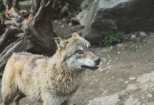 alpha stream dynamics analysis