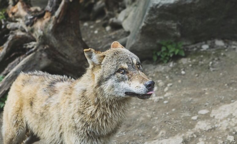 alpha stream dynamics analysis