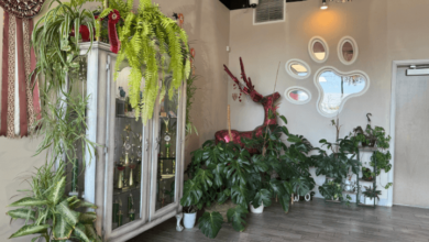 Designer Paws Salon: Stylish, Safe Grooming in Upper Arlington and Westerville