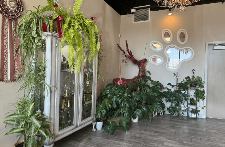Designer Paws Salon: Stylish, Safe Grooming in Upper Arlington and Westerville